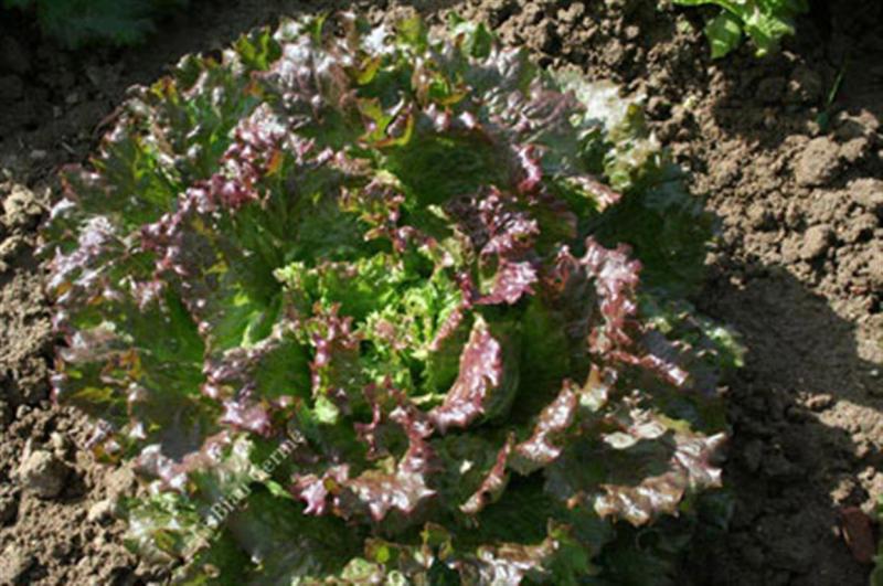  French heirloom Lettuce seeds GLOIRE DE DAUPHIN...